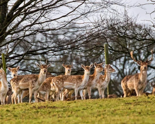 large-herd-of-fallow-deer-deer-management-services
